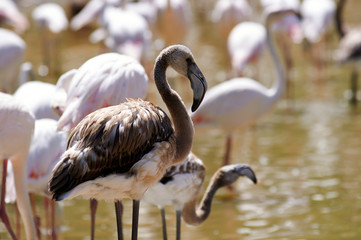 Flamingo in the swamp
