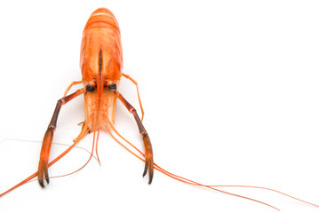 shrimp stands up on a white background