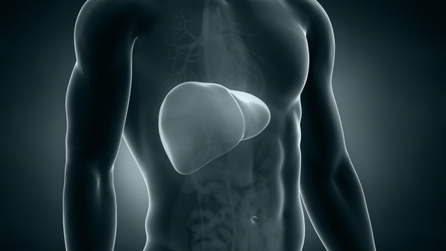 Male x-ray liver anatomy in loop