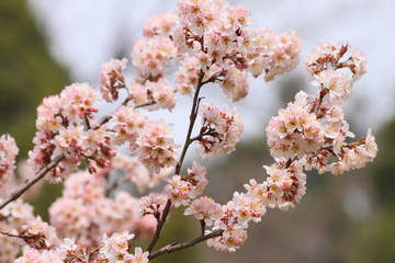cherry blossoms in China 