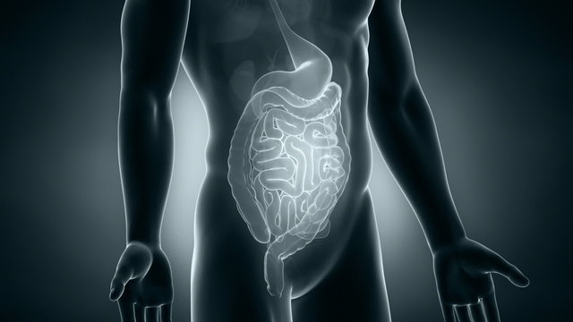 Male digestive system anatomy