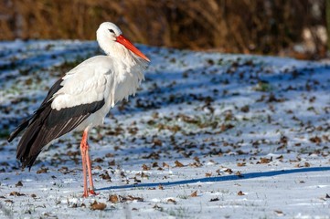 Stork at winter