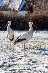 Stork at winter