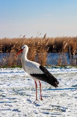 Stork at winter
