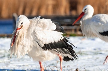 Stork at winter