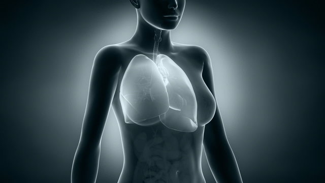 Female lungs anatomy