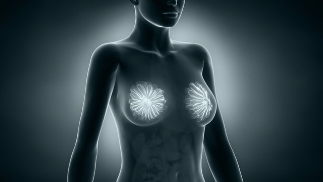Female breast anatomy