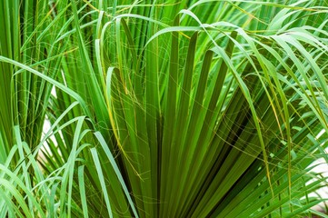 Closeup photo of a palm tree