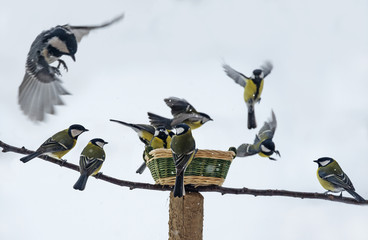 Fototapeta premium titmouse birds eating seed from bird feeder in winter time