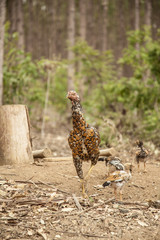 Brazilian country chicken