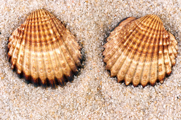 Sea shell in soft sand