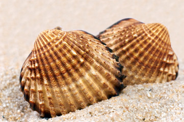 Sea shell in soft sand