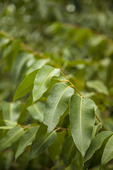 eucalyptus leaves
