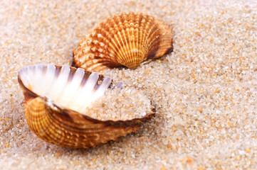 Sea shell in soft sand