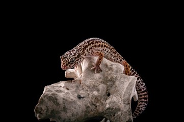 Obraz premium Leopard gecko