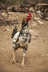Brasilian Rooster