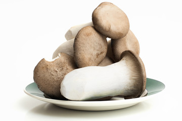 Kräuterseitling auf einem Teller, freigestellt auf weiß