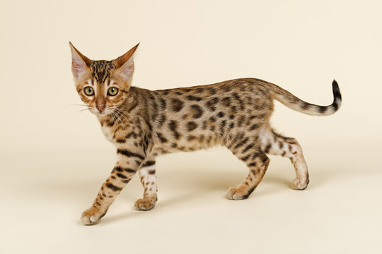 Katzen-Bengal-8822