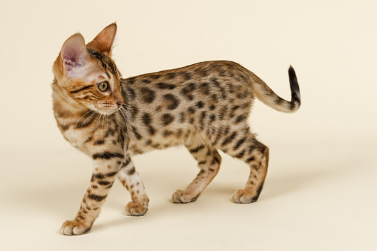 Katzen-Bengal-8823