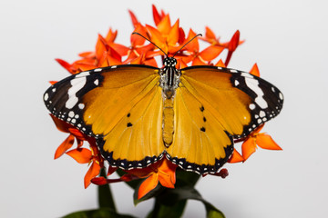 Plain tiger hanging on ixora flower