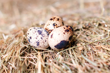 Quail eggs on the background of hay.