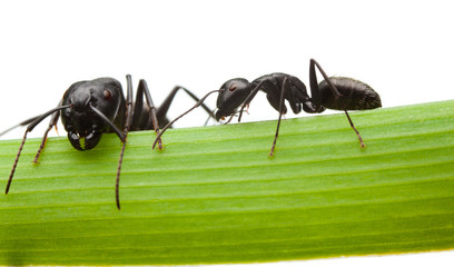 Two ants on grass blade