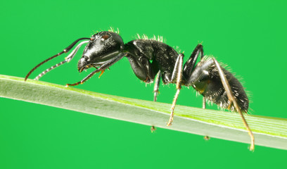 Side-view of ant on grass