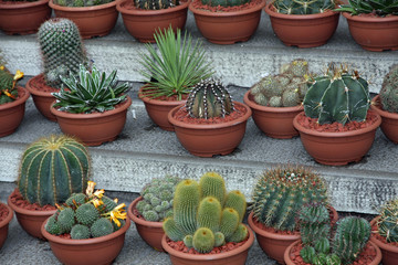 series of potted cactus for sale at the market of florists