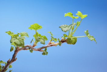 Blooming blackcurrant twig