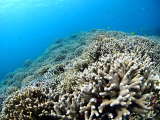 Naklejka na ściany i meble 沖縄の珊瑚礁