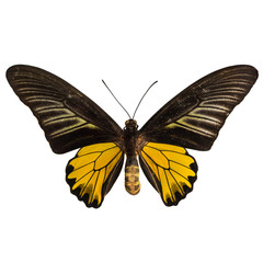 Obraz na płótnie Canvas Mężczyzna Birdwing motyl złoty