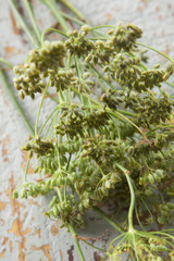 Green Fennel seeds on the plant
