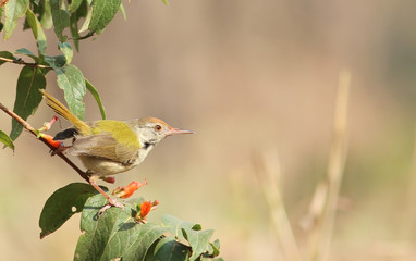Common Tailorbird