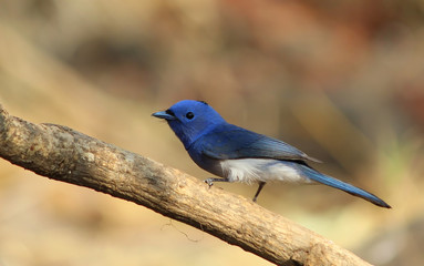 Black-naped Monarch