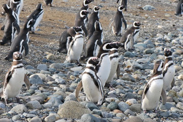 Obraz premium Pinguine