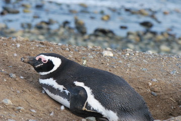 Naklejka premium Pinguin