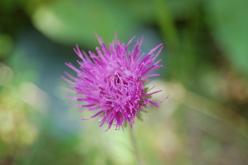 Cardo