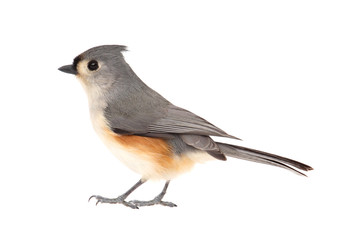 Tufted Titmouse, Baeolophus bicolor, Isolated