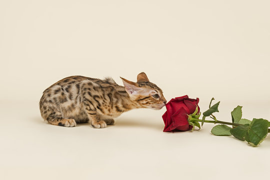 Katzen-Bengal-8959