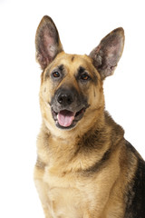 German shepherd dog - Deutscher Schäferhund