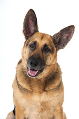 German shepherd dog - Deutscher Schäferhund
