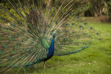 Obraz premium beautiful peacock