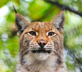 Lynx