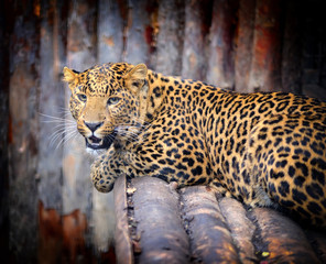 Leopard