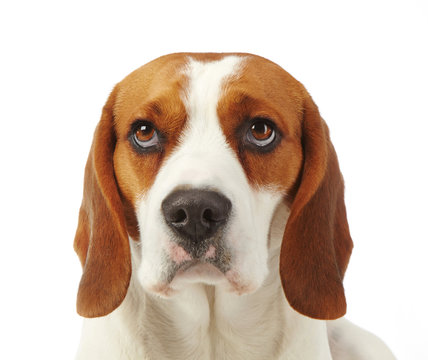Portrait of young dog beagle