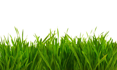 fresh spring green grass isolated on white background