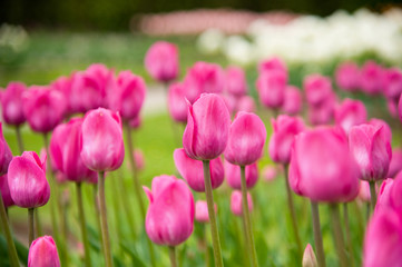 Pink tulips