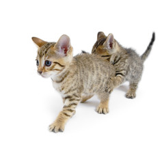 Kittens