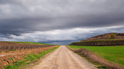 Fototapeta na wymiar rural road between green fields and vineyards