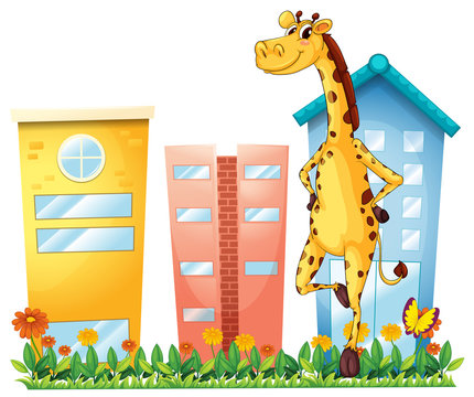 A giraffe standing in front of the tall buildings
